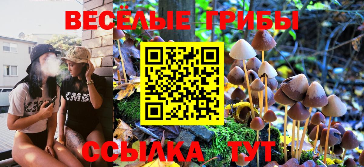 Псилоцибиновые грибы Psilocybine cubensis Камышин
